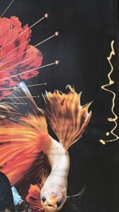 Jack Limburg – Dream in Colours